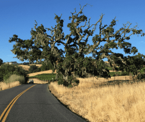 Sonoma County Traffic Ticket