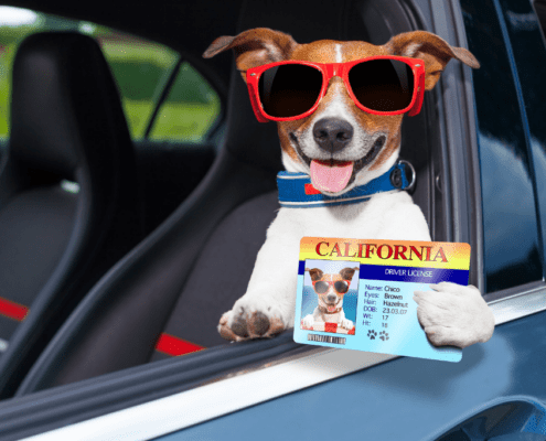 Driving Without A license